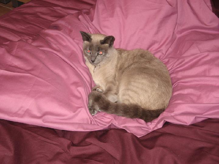 2008-03 Saphir 001.JPG